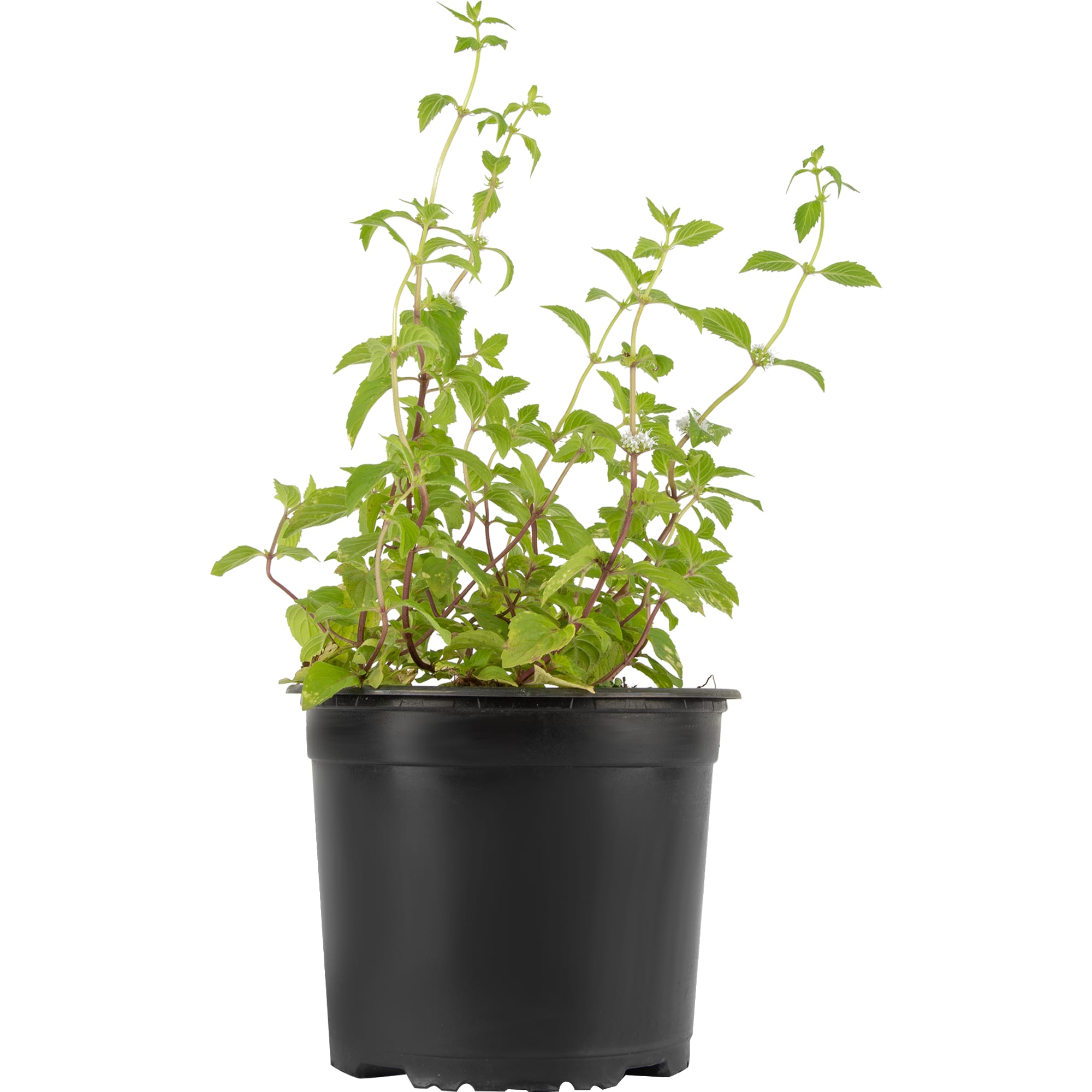 85326939 Мята Джинджер Минт ø15 h20 см Santreyd  - Вид №1