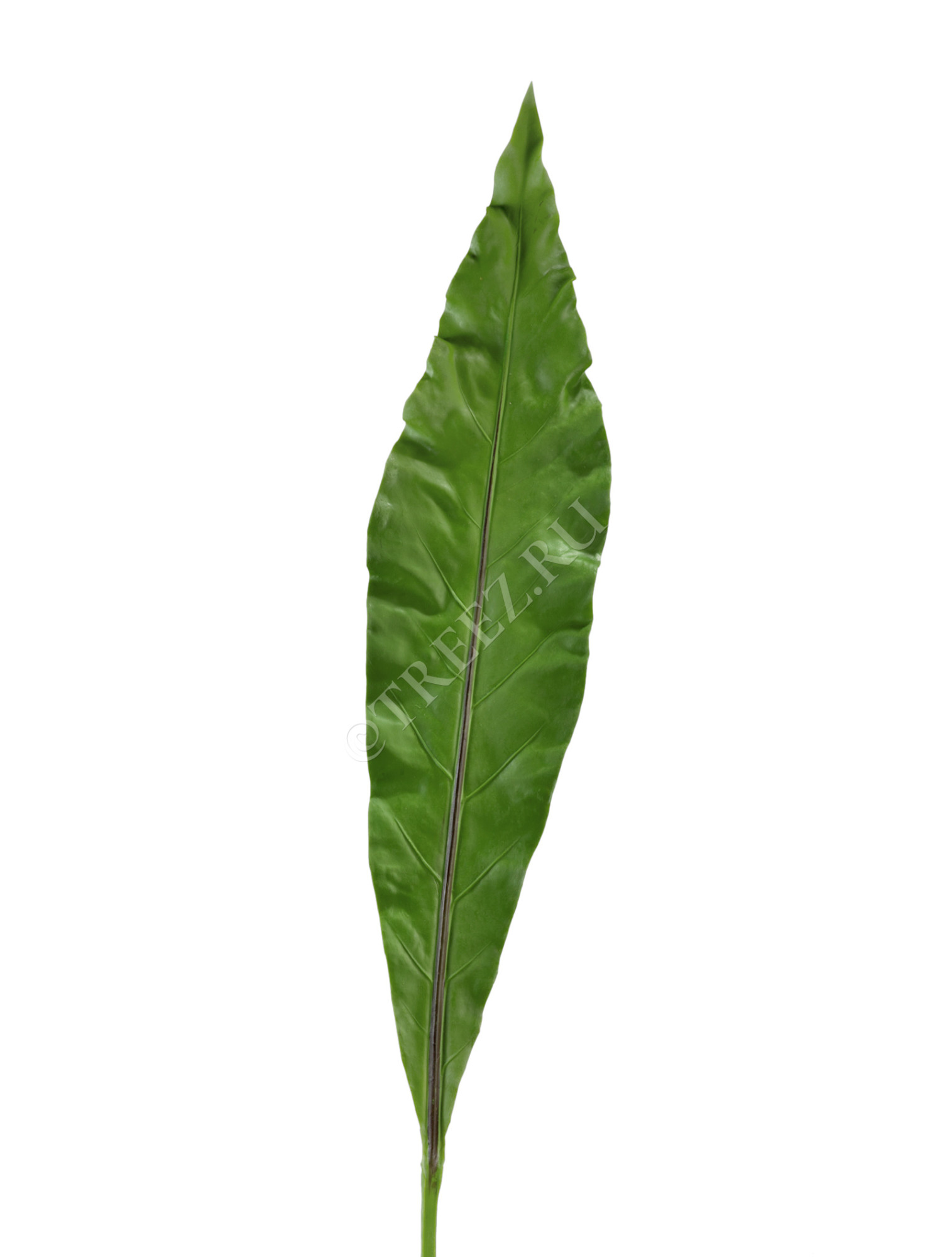 30.0610028 Лист Антуриума Король Джунглей Цветочная коллекция 