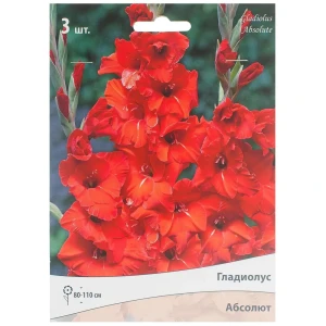 Гладиолус крупноцветковой «Абсолют» 81945438 STLM-2109679