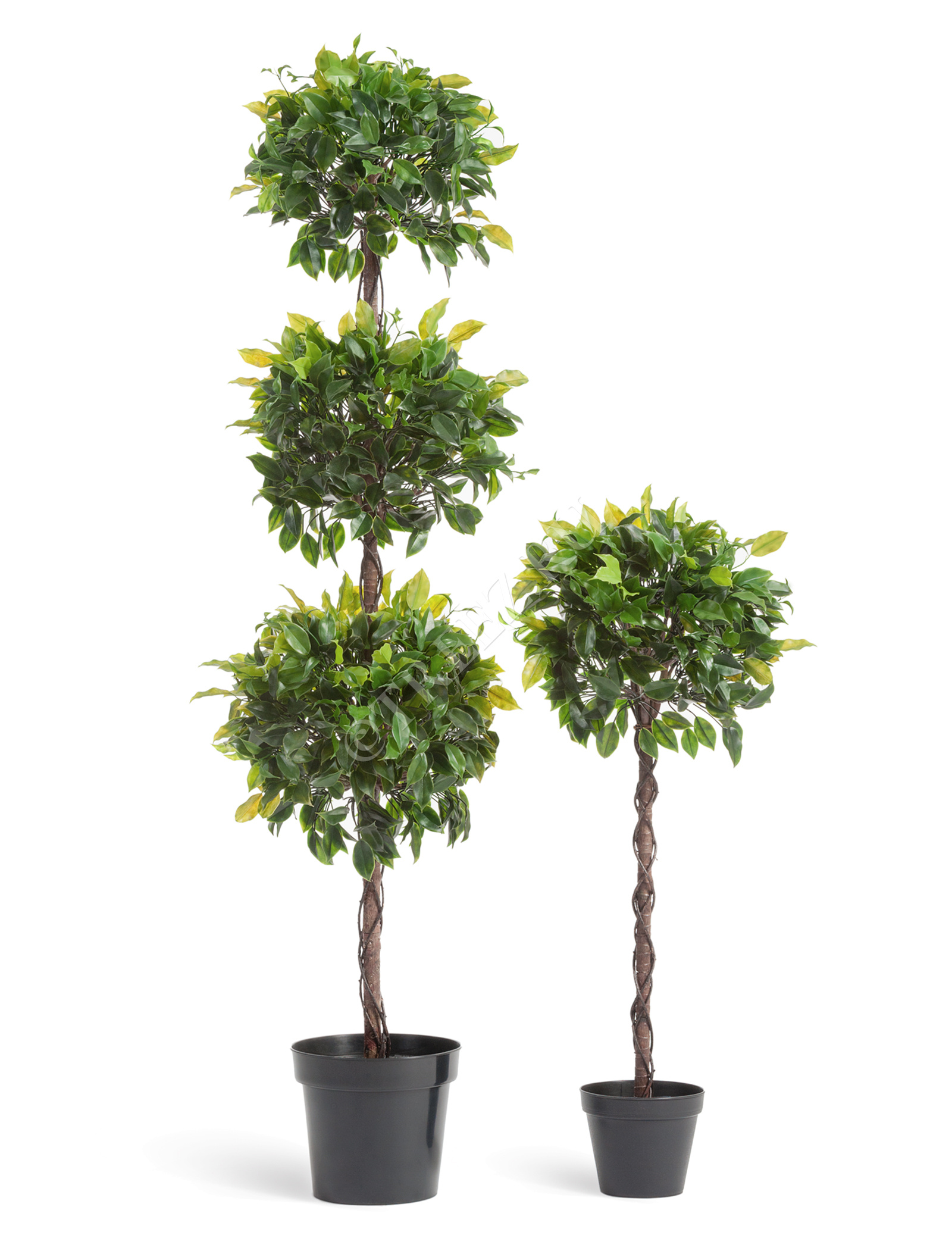 10.0218066N Фикус Бенджамина Топиари Тройной Цветочная коллекция  - Вид №1