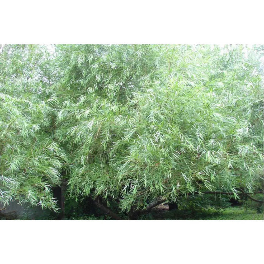 Ива Шверина ø15 h35 см PLANTMARKET STLM-2037748