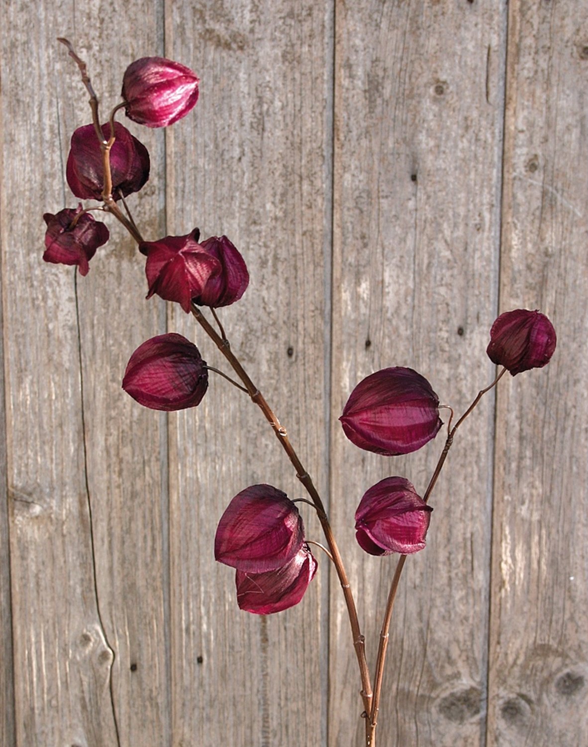 3444 490 a2 Физалис искусственный, 11 плодов, 95 см, красно-черный H-andreas  - Вид №2