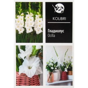 Гладиолус крупноцветковый «Оцилла» 82539345 STLM-2111040