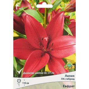 Лилия ла-гибрид Евфрат 85205747 STLM-2127286