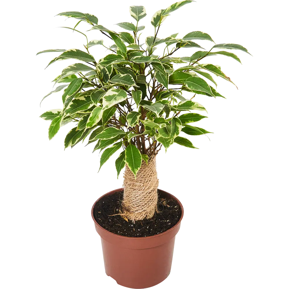 Фикус Бенджамина Кинки от Santreyd — изящное комнатное дерево с ажурной листвой 85324843 STLM-0061456 - Вид №1