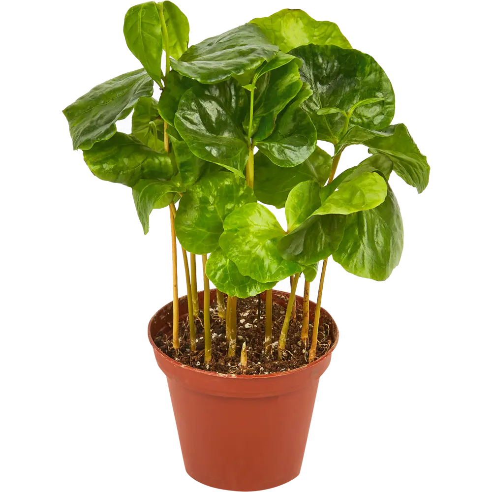 Santreyd Кофе Арабика — декоративное кофейное дерево для интерьера 85324959 STLM-0061524 - Вид №1