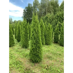 Туя западная Смарагд h240-260 см 85088172 STLM-2208649