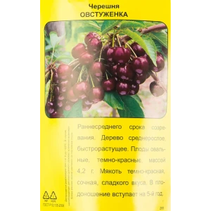 Черешня Овстуженка h90 см 83787996 STLM-2064953