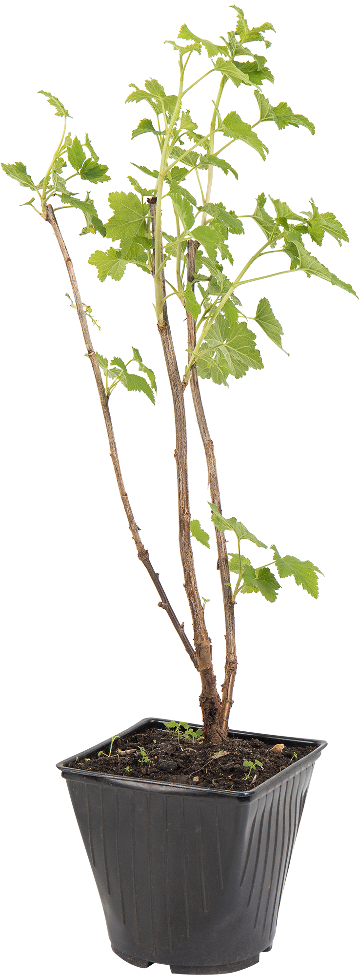 Саженец красной смородины Йонкер ван Тетс 82597126 Santreyd STLM-0031010