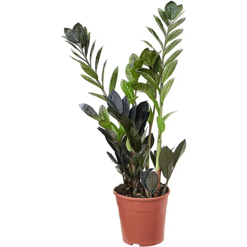 Santreyd Замиокулькас Рэйвен — элегантное черное растение для интерьера 89367385 STLM-0954789