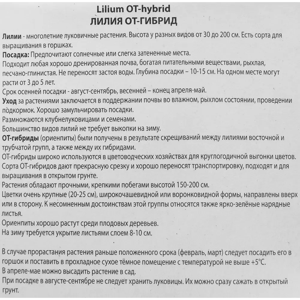 Лилия от-гибрид Лавон 85205727 STLM-2072844 ПОИСК  - Вид №2