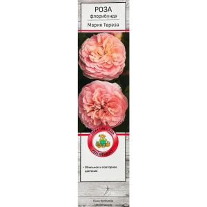 Роза флорибунда Мария Тереза ø5 h35 см 89353248 STLM-2195350