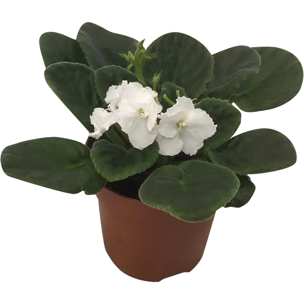 Сенполия Микс - цветущее комнатное растение в горшке 10 см 82484488 Santreyd STLM-1581695