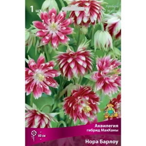 Аквилегия гибрид МакКаны «Нора Барлоу», 1 шт. 82118755 STLM-2091633