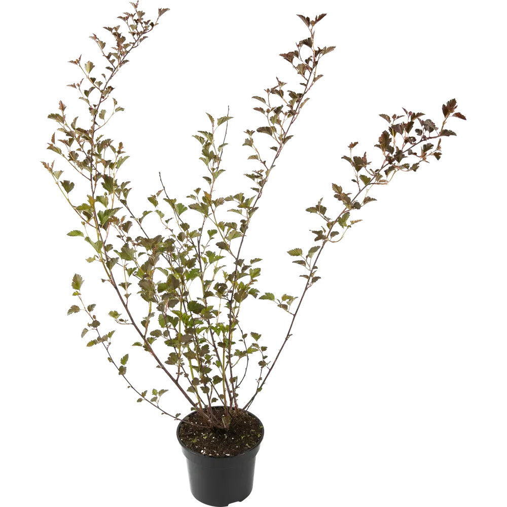 Santreyd Пузыреплодник Red Baron — Пурпурный акцент вашего сада 84841645 STLM-0055915