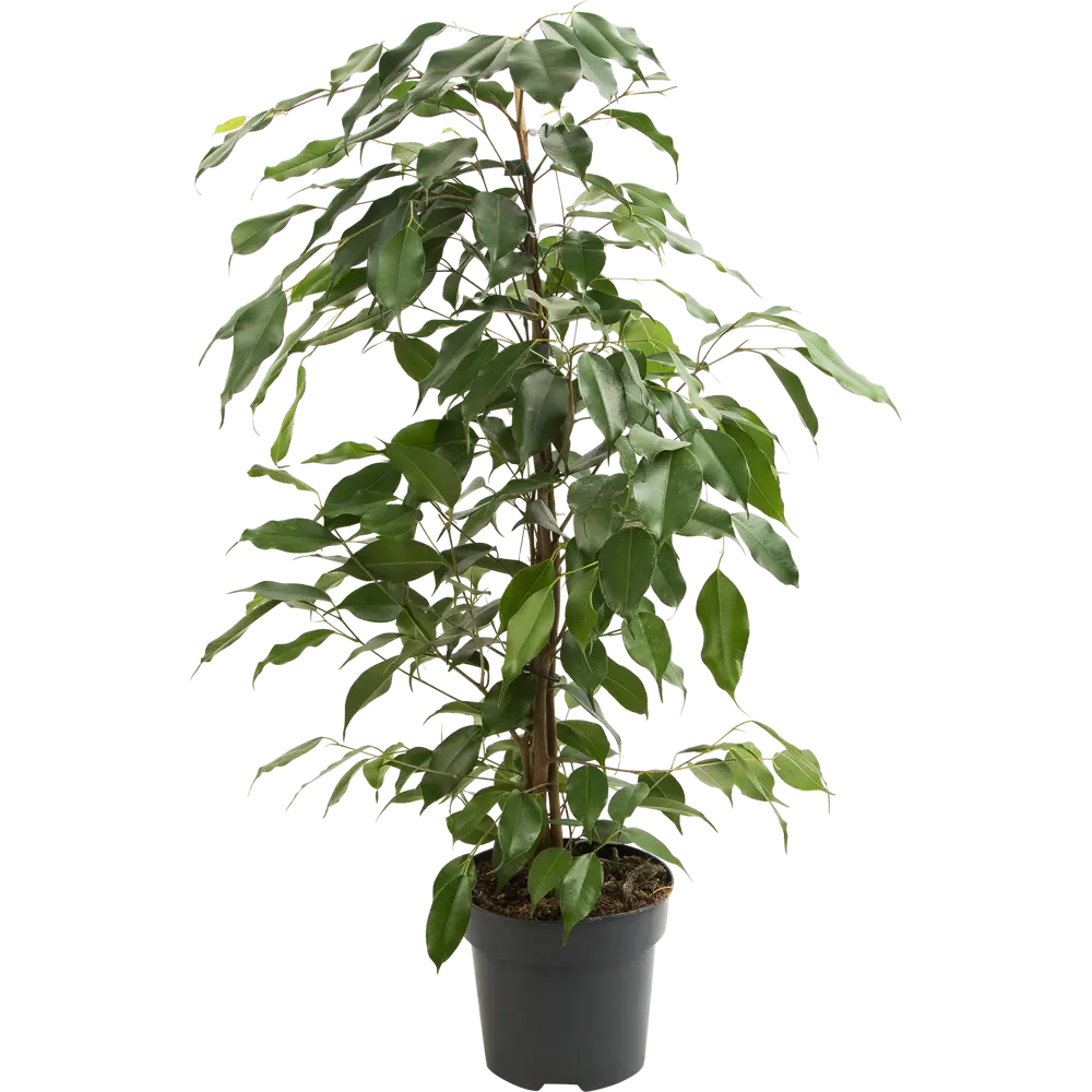 Фикус микс Santreyd - живое украшение интерьера D17 H65 82877336 STLM-0966766