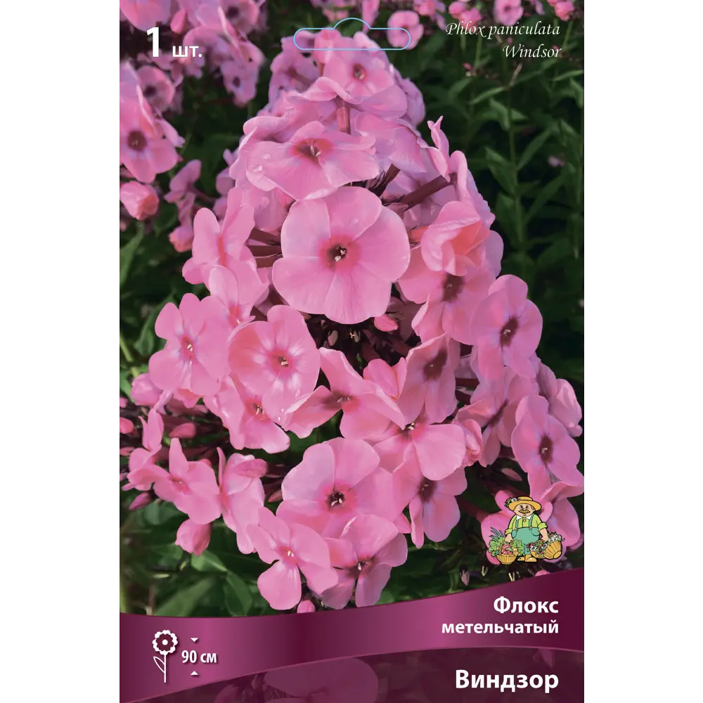 Флокс метельчатый Виндзор 1 шт. 83588553 STLM-2077421 Santreyd 
