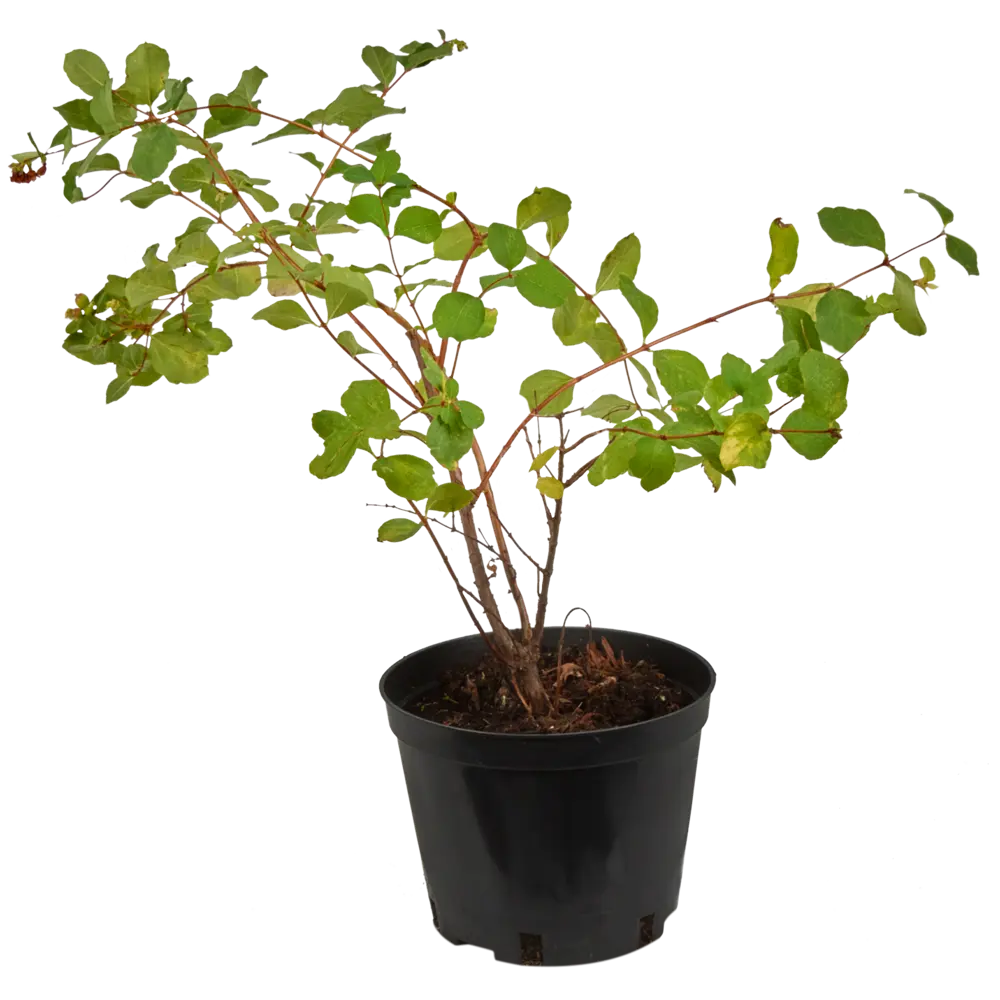 Снежноягодник доренбоза «Мазер оф» C1.5 82174053 STLM-2037277 PLANTMARKET 