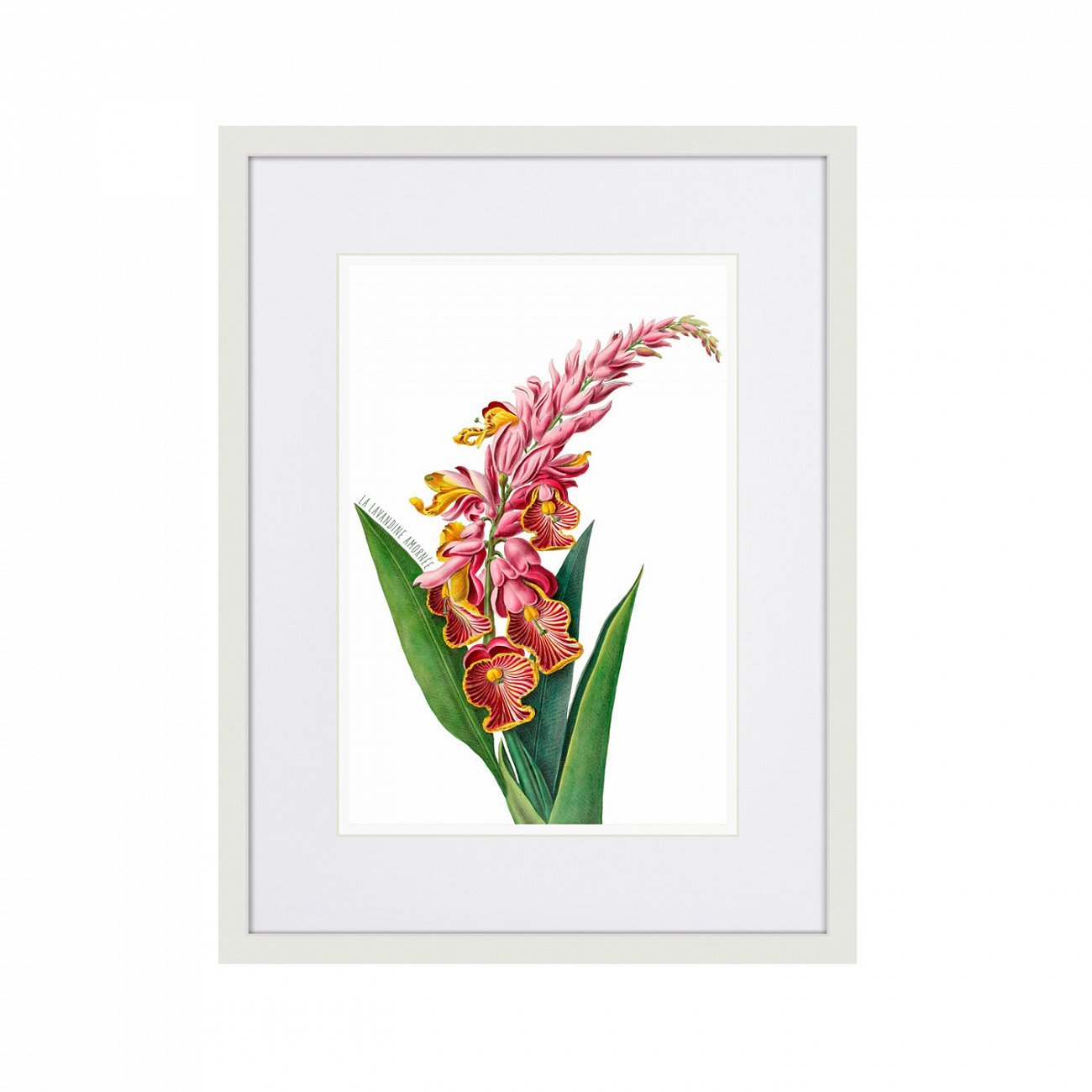 Литография на тонированной бумаге 42х32 см Caribian Flora Pink Alpinia, 1740г. КАРТИНЫ В КВАРТИРУ  264448 Белый;коричневый;разноцветный  - Вид №1