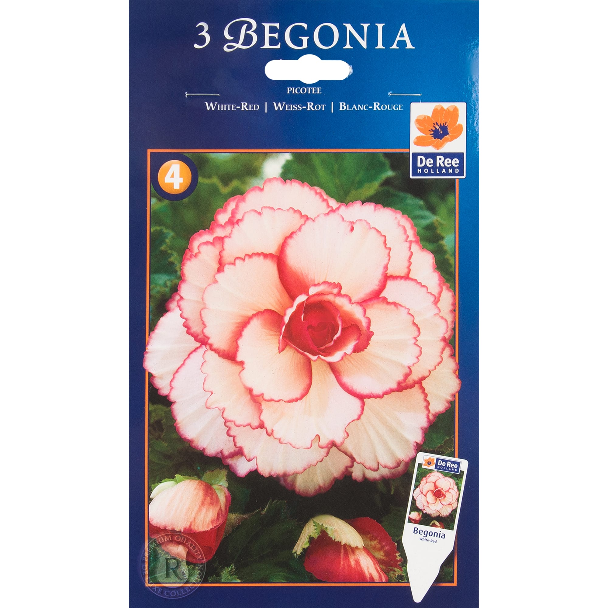 82539268 Бегония пикоти бело-красная Santreyd 