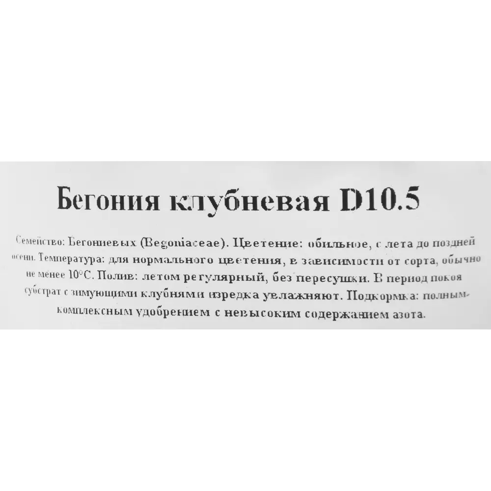 Santreyd Бегония вечнозеленая - компактный многолетник с круглогодичным цветением 82560401 STLM-0029936 - Вид №2