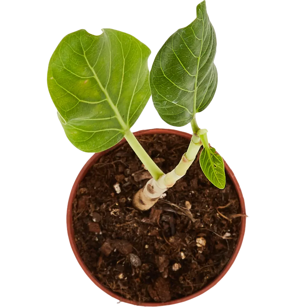 Фикус Одри бенгальский от Santreyd — изящное комнатное растение с глянцевой листвой 83673168 STLM-0043311 - Вид №1