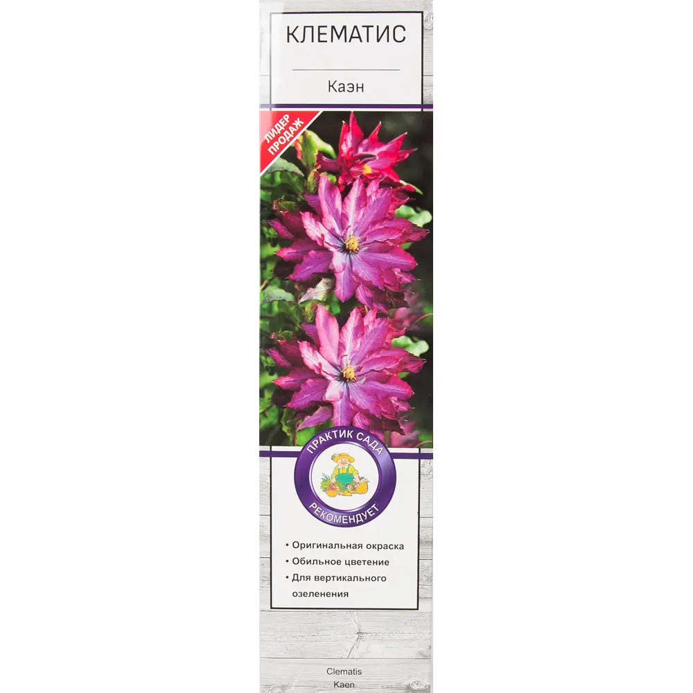 Клематис Каэн в тубе Поиск Инвест 81951256 STLM-2052578 Santreyd 