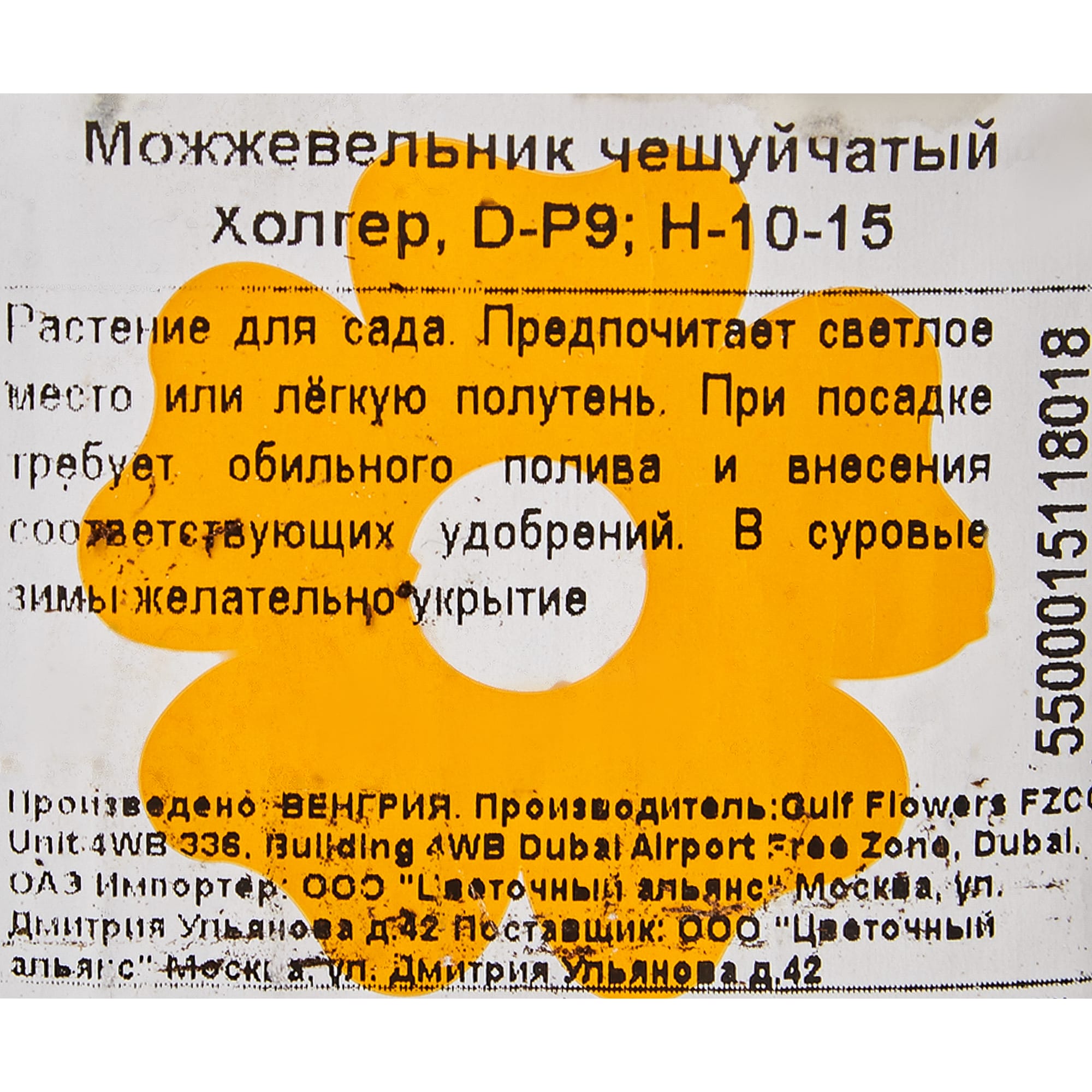 82601675 Можжевельник чешуйчатый «Холгер» 9x12.5 см Santreyd  - Вид №1