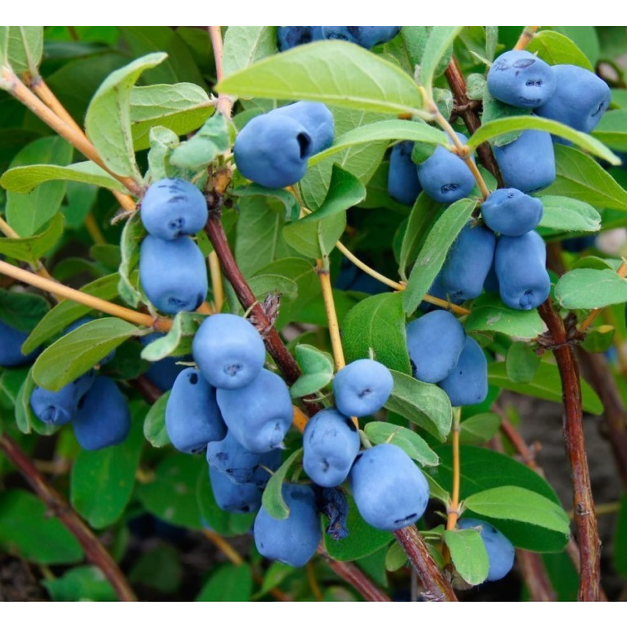 85607975 Жимолость плодовая Бажовская ø16 h50 см Santreyd 