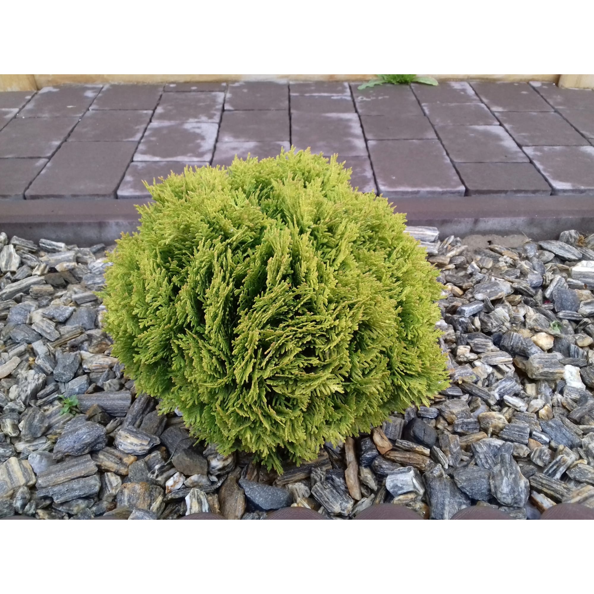 82625350 Туя западная «Даника» 14x15-20 см Santreyd 