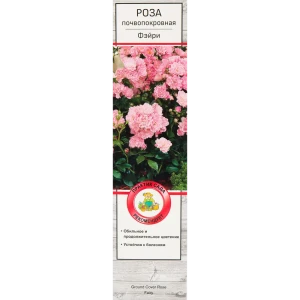 Роза почвопокровная Фэйри в тубе Поиск Инвест 18348785 STLM-2210903