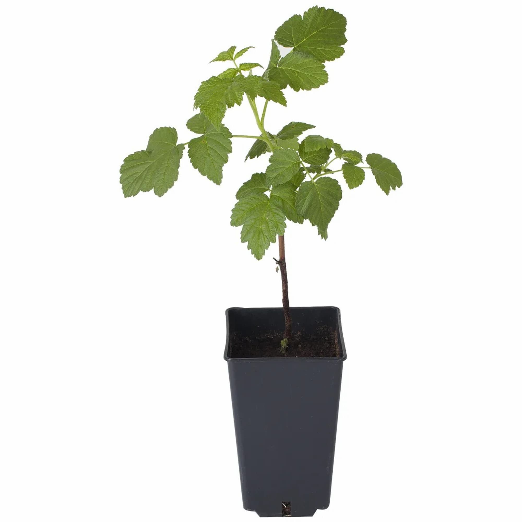 83248557 Малина ø17 h80 см Santreyd 