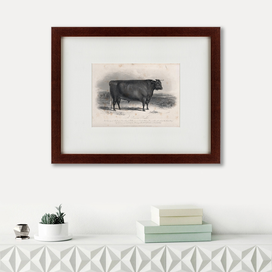 Литография на тонированной бумаге 42х52 см A Devon bull, 1849 КАРТИНЫ В КВАРТИРУ  135683 Бежевый;белый;черный;разноцветный  - Вид №1
