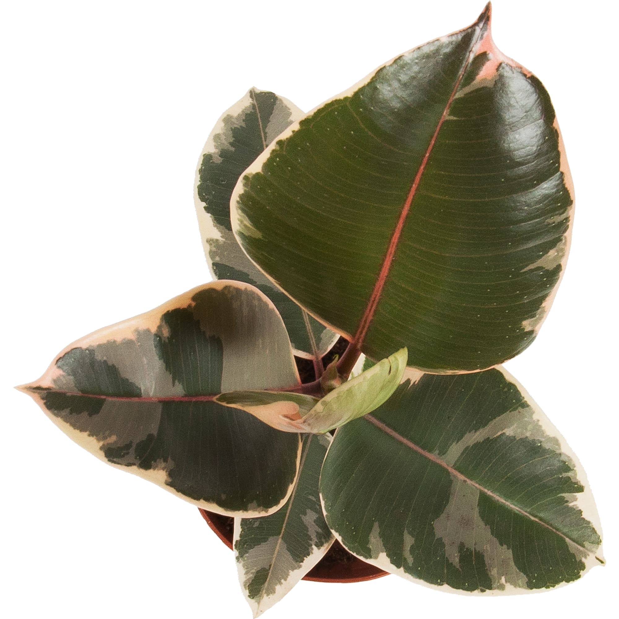 82548516 Фикус Тенике 12х35 см Santreyd  - Вид №1