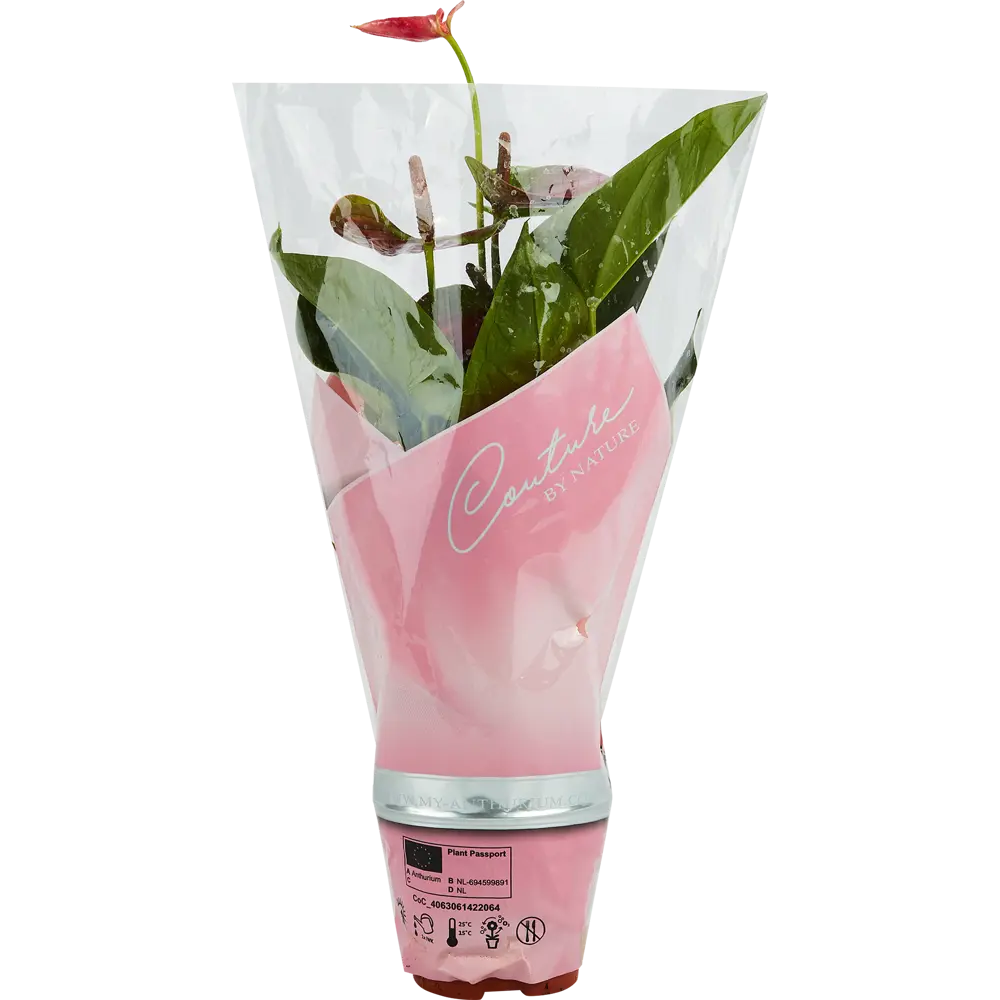 Антуриум Santreyd - экзотический цветок мужское счастье 83738759 STLM-0044146 - Вид №3