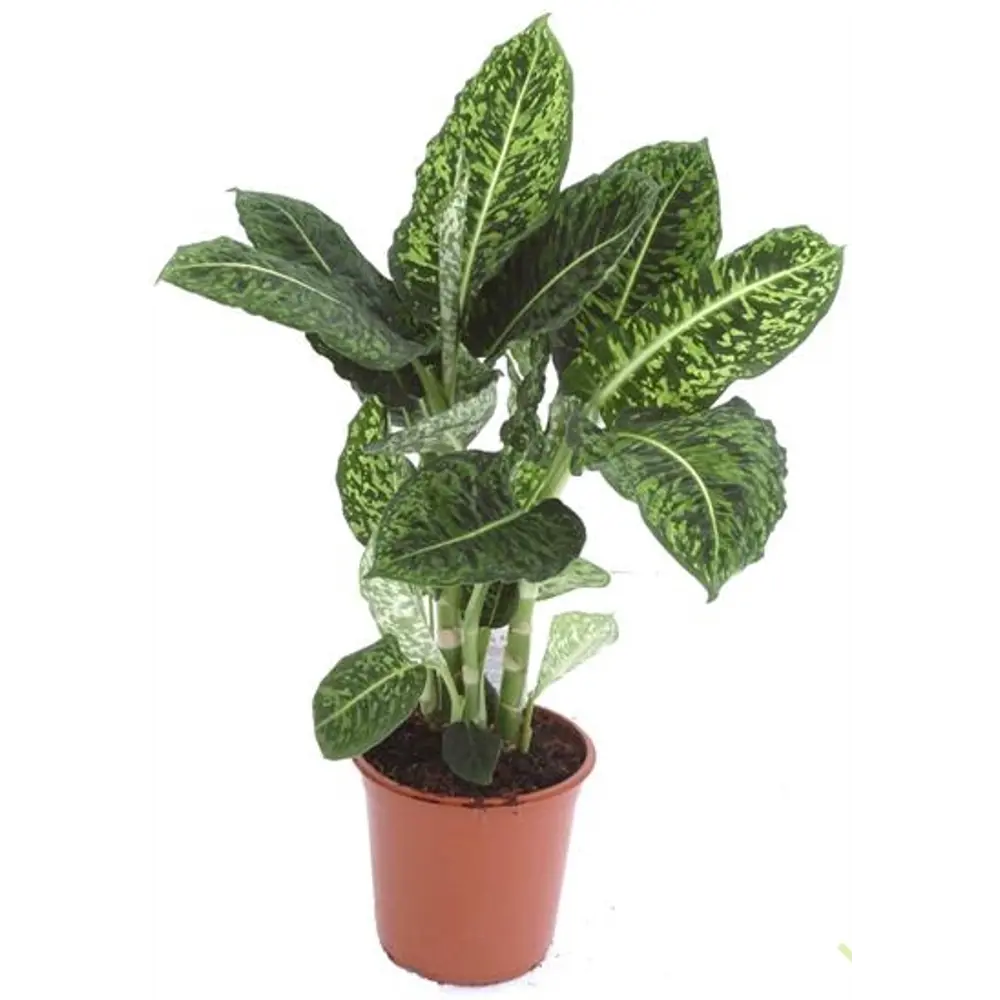 Диффенбахия Santreyd — вечнозеленое украшение интерьера 12500387 STLM-1527558