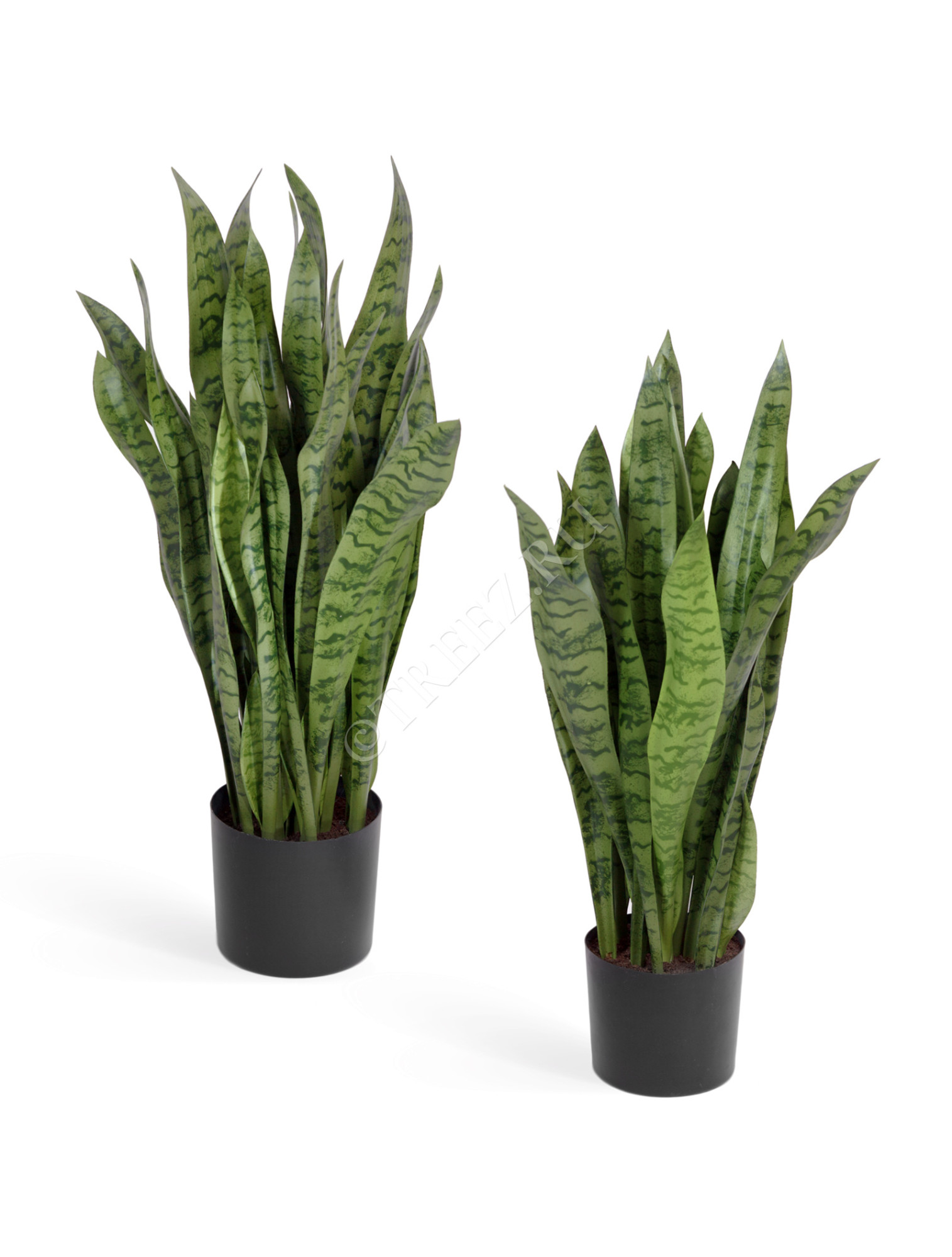 20.6280N Сансевиерия куст зелёный Цветочная коллекция 