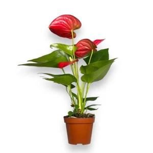 Антуриум Аристо ø12 h35 см