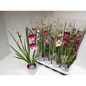 Мильтония Орхидея Цветущая комнатная в горшке ø12 см 89412426