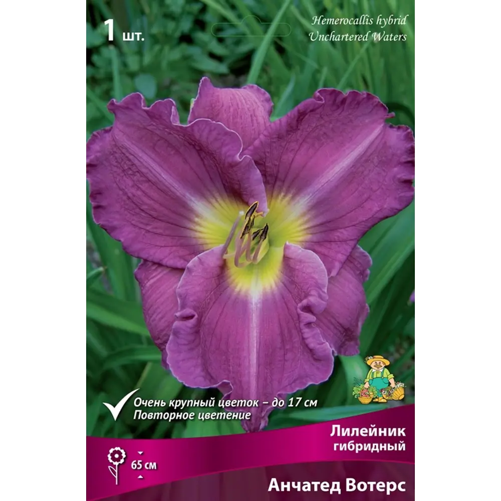 Лилейник гибридный Анчатед Вотерс луковица I 83597571 STLM-2062648 Santreyd 