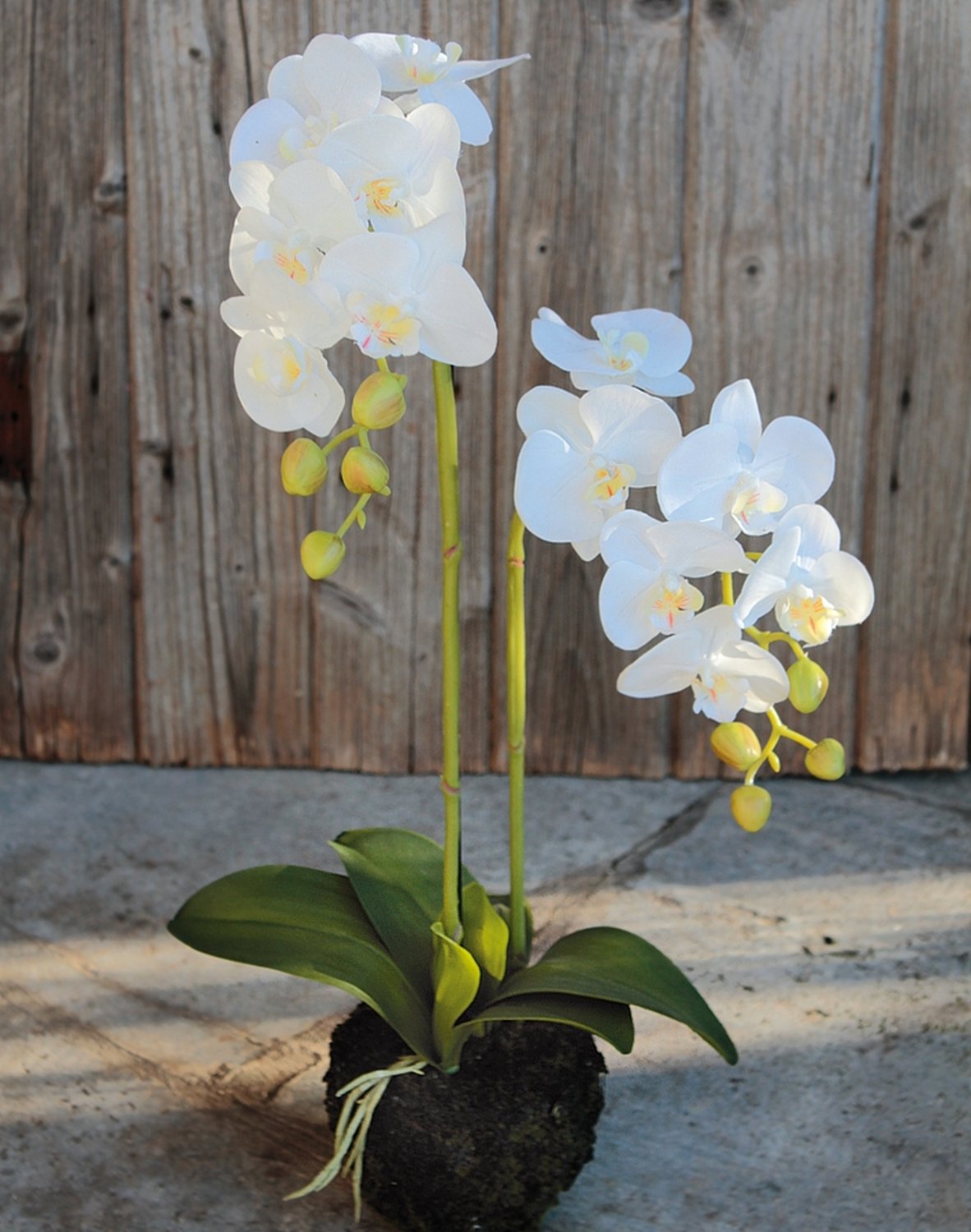 2856 777 a3 Пластиковая орхидея Phalaenopsis с 'почвой', 2-х кратная, 62 см, real touch, белая H-andreas 