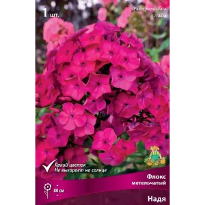 Флокс метельчатый Надя луковица I 83600081 STLM-2085390