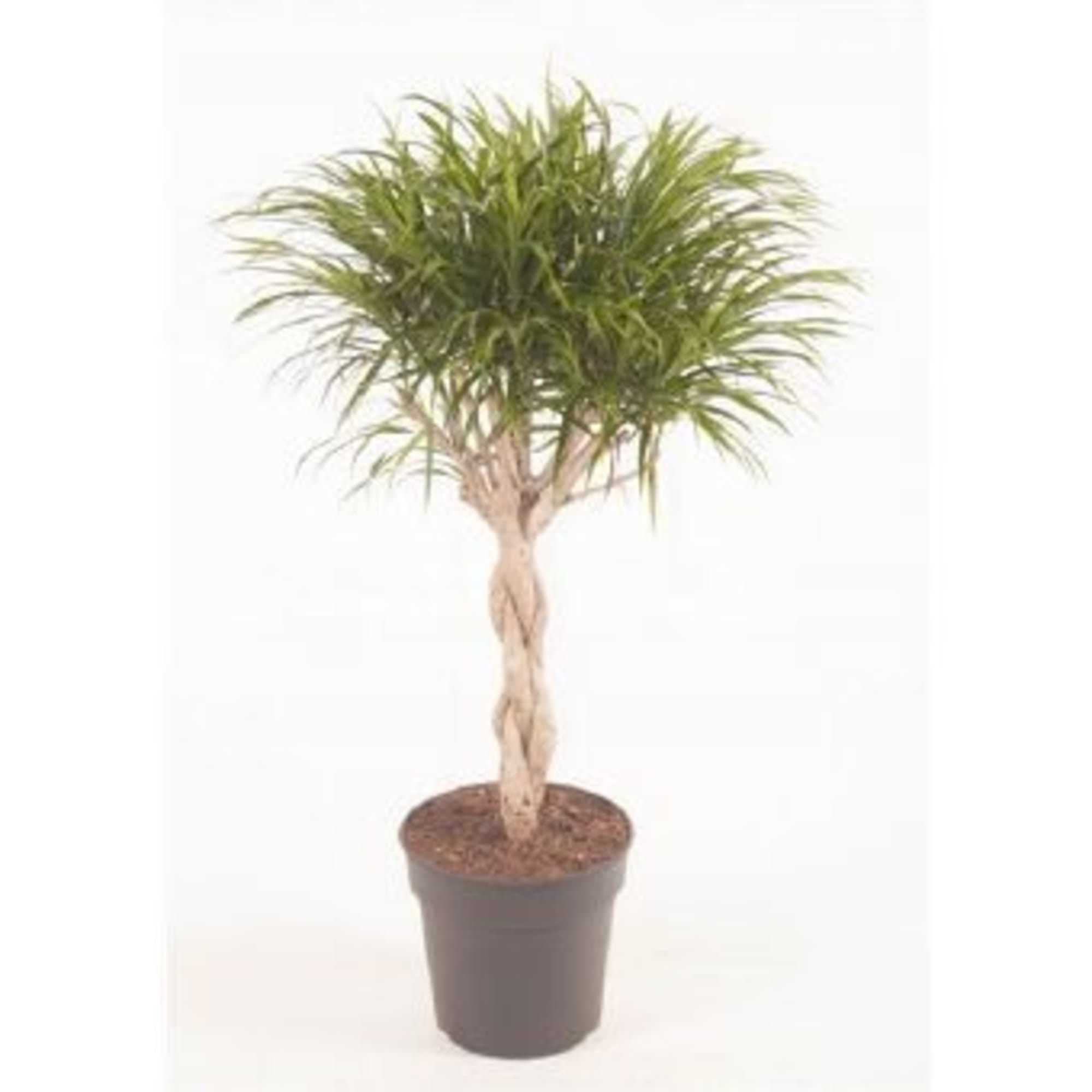 82850315 Драцена "Анита переплет" 27х100 см Santreyd 