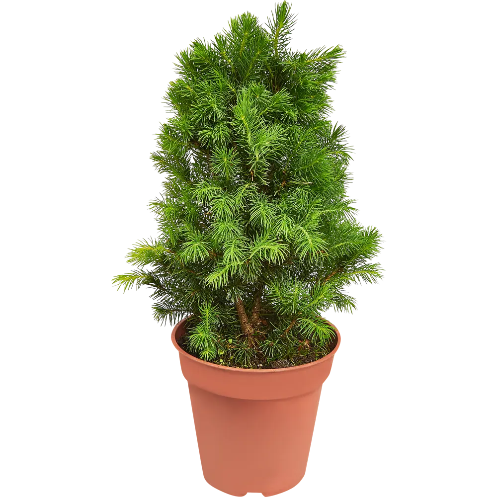 Ель сизая Десембер ø14 h50 см 84834204 STLM-2037544 PLANTMARKET  - Вид №1