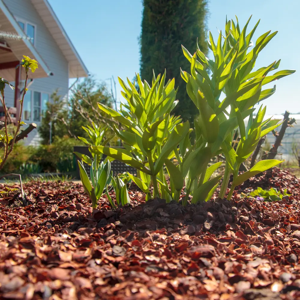 Santreyd Мульча из какао-скорлупы с шоколадным ароматом 60 л 88509502 STLM-0957429 - Вид №4