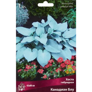 Хоста гибридная «Канадиан Блу», размер луковицы I 82319595 STLM-2198086