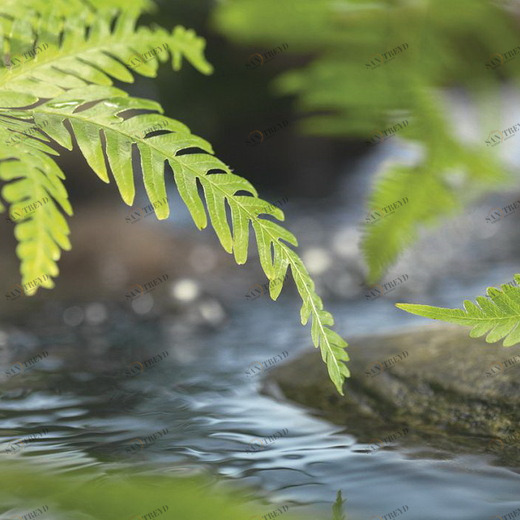 1-611-Along-the-River Фотообои Komar National Geographic 1.27х1.84 м 1611ALONGTHERIVER