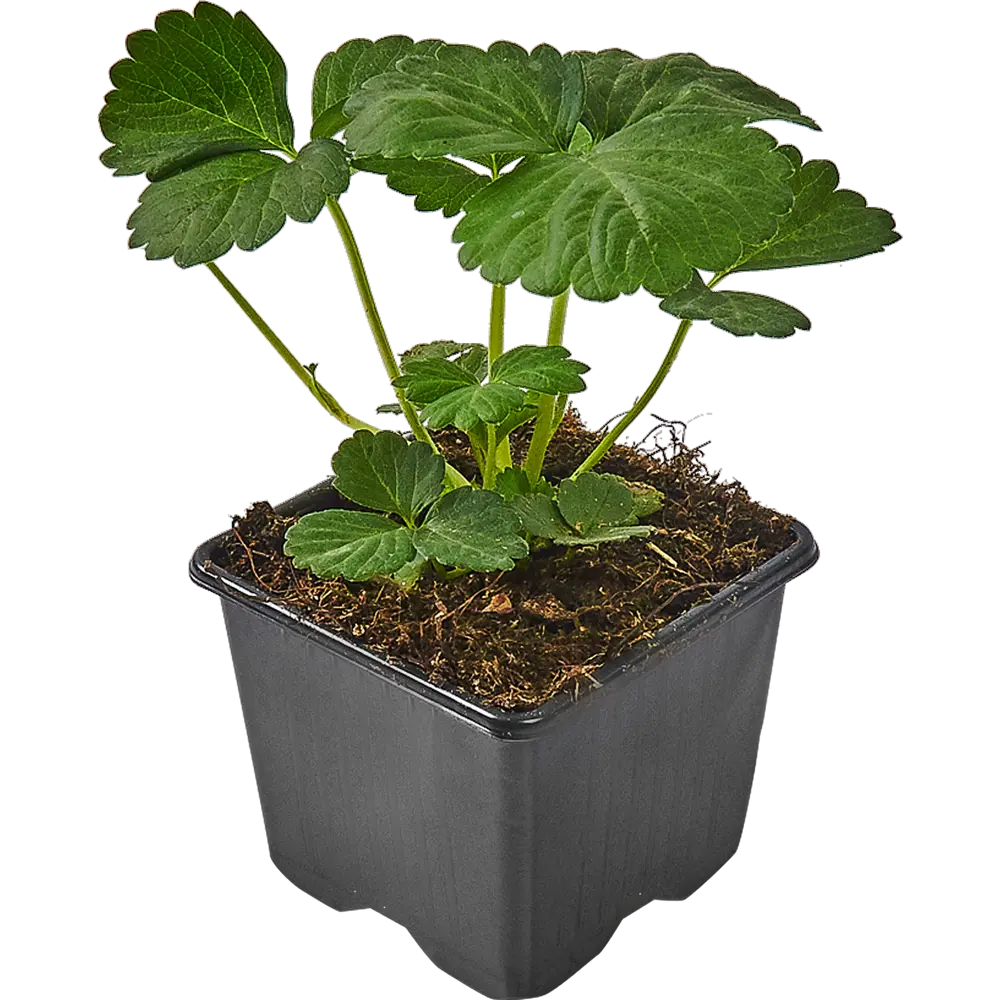 Santreyd Земляника Альфа — позднеспелый сорт для богатого урожая 83597584 STLM-0960380