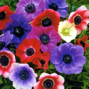Анемона гибридная Mixed GEOLIA 5/6 10/75