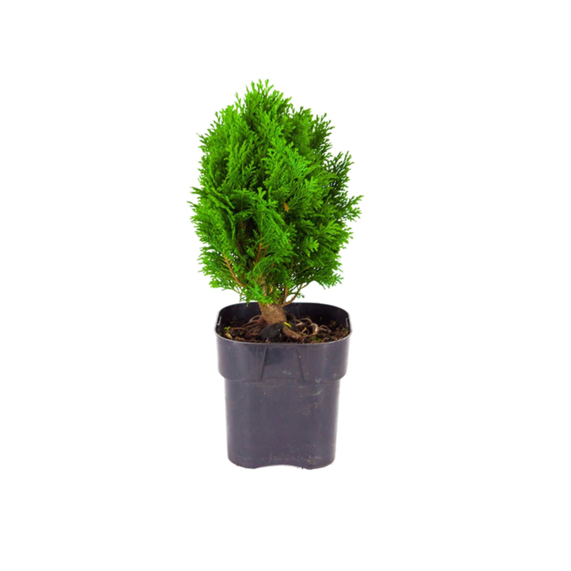 82601640 Кипарисовик «Минима Глаука» 17x15 см Santreyd 